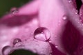 Water drops on pink leaves of a flower close-up with a dark background. Selective focus. Royalty Free Stock Photo