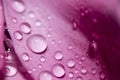 Water drops on pink leaves of a flower close-up with a dark background. Selective focus. Royalty Free Stock Photo