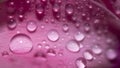 Water drops on pink leaves of a flower close-up with a dark background. Selective focus Royalty Free Stock Photo