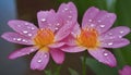 Water drops on pink lotus flower in the garden after rain. Generative AI Royalty Free Stock Photo