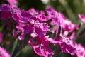 Carnation in the morning. Royalty Free Stock Photo