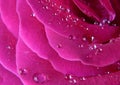 water drops on the pink rose