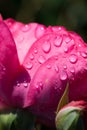 Water drops on pink rose petals closeup selective focus Royalty Free Stock Photo