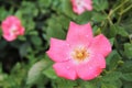 Water drops on pink roses floribunda stock photo Royalty Free Stock Photo