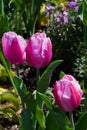 Water drops on pink tulip flowers Royalty Free Stock Photo