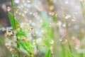 Water drops on plant Abstract background