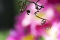 Water drops of a plant. The drops reflect pink flowers of the Primrose Primula. Focus on water drops, the flower in the background Royalty Free Stock Photo