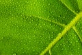 Water drops on plant leaf closeup - dew droplets on monstera l Royalty Free Stock Photo