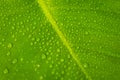 Water drops on plant leaf macro - dew droplets on leaves closeu Royalty Free Stock Photo