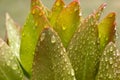Water drops at plant after rain Royalty Free Stock Photo