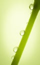Water drops on plants stalk. Royalty Free Stock Photo