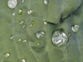 Water drops on plants Royalty Free Stock Photo