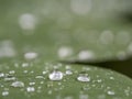 Water drops on plants Royalty Free Stock Photo