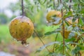 Water drops on Pomegranate on tree in rainy day on blurred bokeh nature background Royalty Free Stock Photo