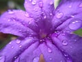 Water drops on the Purple flower