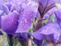 Water drops on purple petals. iris flower on rainy day