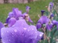 Water drops on purple petals. iris flower on rainy day