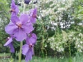 Water drops on purple petals. iris flower on rainy day