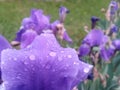 Water drops on purple petals. iris flower on rainy day