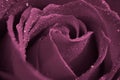 Water Drops On Purple Rose