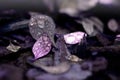 Water drops on purple small leaves