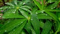 Water drops after rain on the leaves of lupine (also known as Lupinus polyphyllus or garden lupine Royalty Free Stock Photo