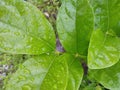 Water drops after rain and wet green leaves background with selective focus. Royalty Free Stock Photo