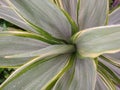 Water drops after rain and wet green leaves background with selective focus. Royalty Free Stock Photo