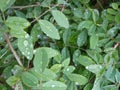 Water drops after rain and wet green leaves background with selective focus. Royalty Free Stock Photo