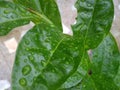 Water drops after rain and wet green leaves background with selective focus. Royalty Free Stock Photo