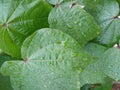 Water drops after rain and wet green leaves background with selective focus. Royalty Free Stock Photo