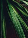 Water drops after a rainny day