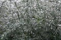 Water drops from recent rain on foliage of giant asparagus plants