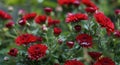 Water drops on red flower petals Royalty Free Stock Photo