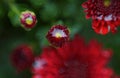 Water drops on red flower petals Royalty Free Stock Photo