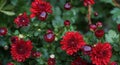 Water drops on red flower petals Royalty Free Stock Photo