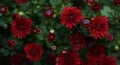 Water drops on red flower petals Royalty Free Stock Photo