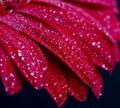 Water drops on red gerbera flower petals Royalty Free Stock Photo