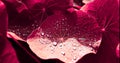 Water drops on a red large leaf day nature ecology background Royalty Free Stock Photo