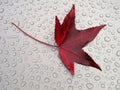 Water drops and a red leaf Royalty Free Stock Photo