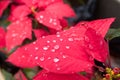 Water drops on red leaf. Royalty Free Stock Photo