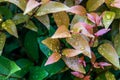 Water drops on Red leaf photinia of Photinia glabra Robin