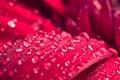 Water drops on red petals of a gerbera flower Royalty Free Stock Photo