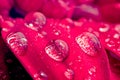 Water drops on red petals of a gerbera flower Royalty Free Stock Photo
