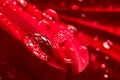 Water drops on red petals of a gerbera flower Royalty Free Stock Photo