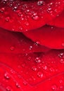 Water drops on the red rose petal Royalty Free Stock Photo