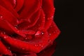 Water drops on red rose petals, black background Royalty Free Stock Photo
