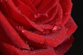 Water drops on red rose petals black background Royalty Free Stock Photo