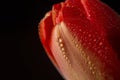 Water drops on a red tulip flower petal macro still Royalty Free Stock Photo