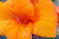 Water drops on red tulip petals after rain. Close up Royalty Free Stock Photo